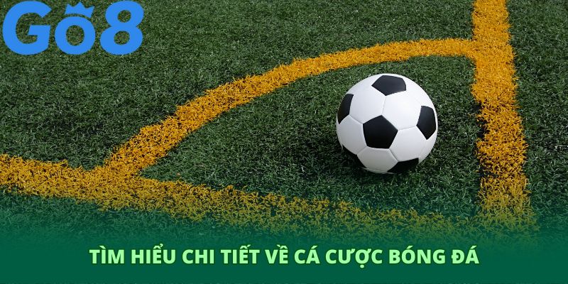 Tìm hiểu vấn đề chi tiết về cá cược bóng đá