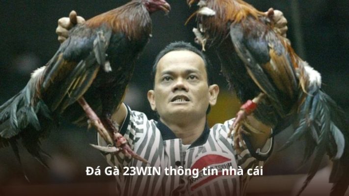 Những giải đấu đá gà trực tuyến hấp dẫn