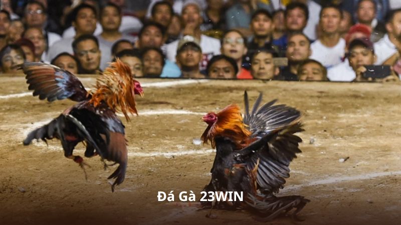 Đá Gà 23WIN – Khám Phá Các Giải Đấu Trực Tuyến Hấp Dẫn