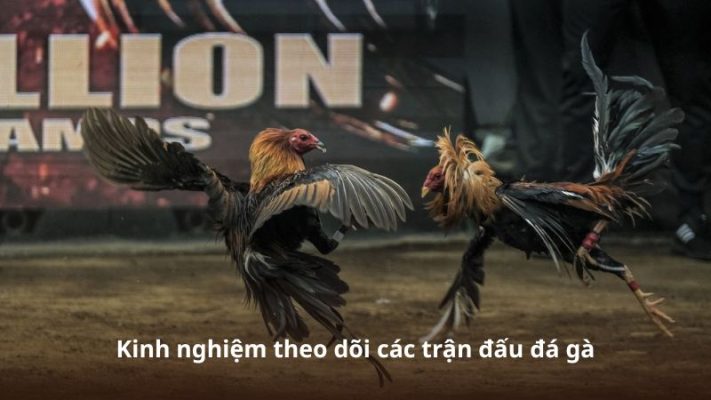 Kinh nghiệm theo dõi các trận đấu đá gà